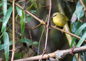 Black-crested warbler