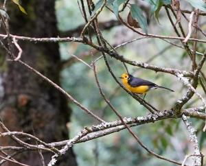 Golden-fronted whitestart