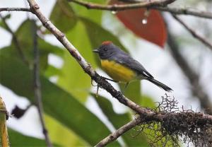 Slate-throated whitestart