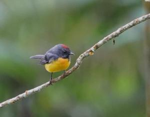 Slate-throated whitestart