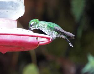 Purple-bibbed whitetip (female)
