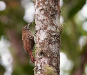 Montane woodcreeper