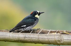 Acorn woodpecker