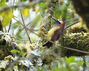 Crimson-mantled woodpecker