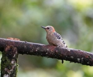 Red-crowned woodpecker