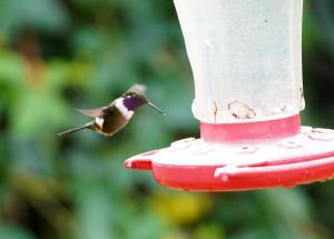 Purple-throated woodstar