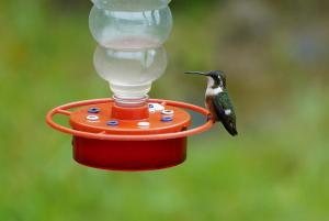 White-bellied woodstar (female)