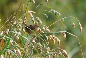 Sedge wren