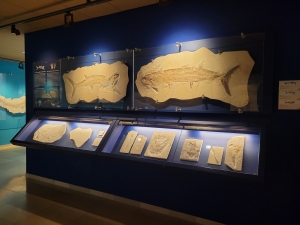 Bürgermeister-Müller-Museum in Solnhofen