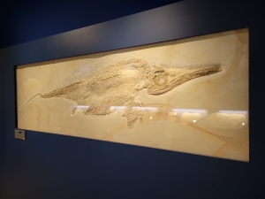 Bürgermeister-Müller-Museum in Solnhofen