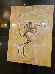 Archaeopteryx fossil