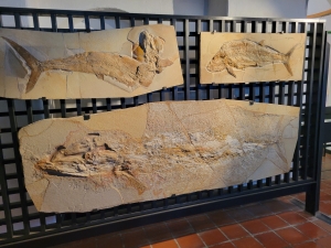 Jura Museum, Willibaldsburg, Eichstaett