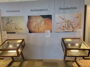 Jura Museum, Willibaldsburg, Eichstätt