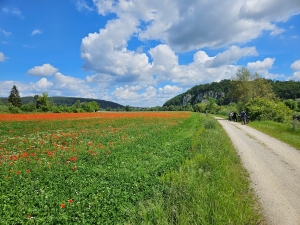 Poppies!