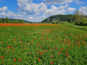 And more poppies!