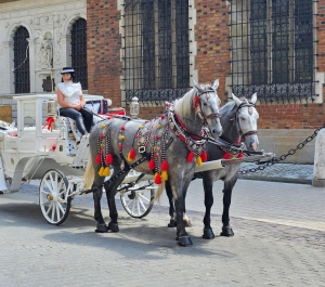 Horses for the tourists, Krakow