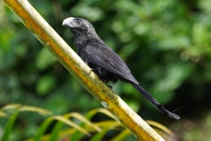 Smooth-billed Ani, Puerto Rico