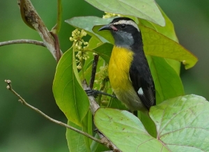 Bananaquit, Puerto Rico