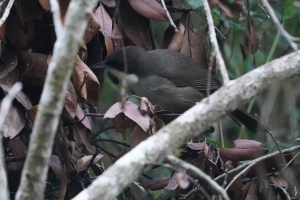 Western Chat-tanager, Dominican Republic