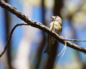 Hispaniolan Crossbill (fem), Dominican Republic