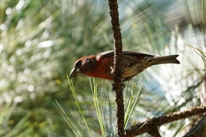 Hispaniolan Crossbill (male), Dominican Republic