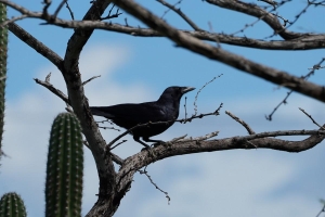 Hispaniolan Palm-crow, Dominican Republic