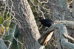 White-necked Crow, Dominican Republic
