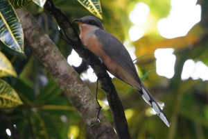 Mangrove Cuckoo, Puerto Rico