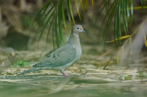 Mourning Dove, Dominican Republic