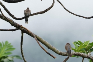 White-winged Dove, Puerto Rico