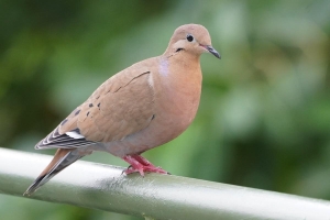 Zenaida Dove, Puerto Rico