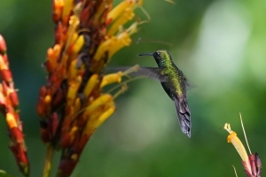 Hispaniolan Emerald, Dominican Republic
