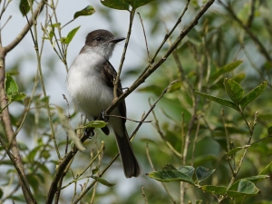 Puerto Rican Flycatcher, Puerto Rico