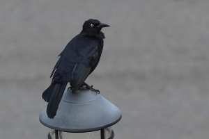 Greater Antillean Grackle, Puerto Rico