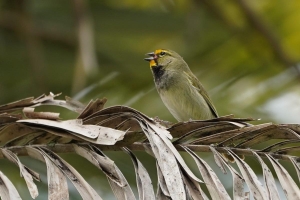 Yellow-faced Grassquit, Dominican Republic