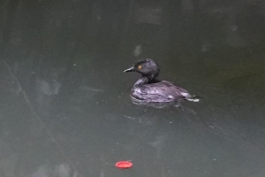 Least Grebe, Dominican Republic