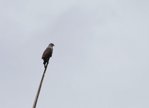 Ridgway's Hawk, Dominican Republic