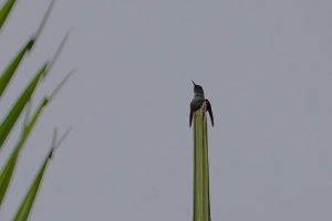 Vervain Hummingbird, Dominican Republic