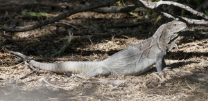 Rhinoceros Iguana, Dominican Republic