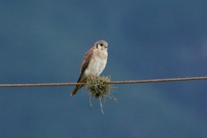 American Kestrel, Dominican Republic