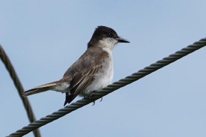Loggerhead Kingbird, Puerto Rico