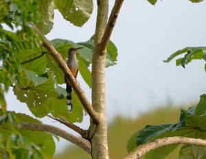 Hispaniolan Lizard-cuckoo, Dominican Republic