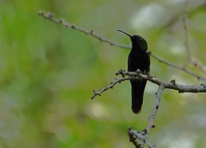 Hispaniolan Mango, Dominican Republic