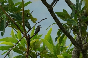 Puerto Rican Mango, Puerto Rico
