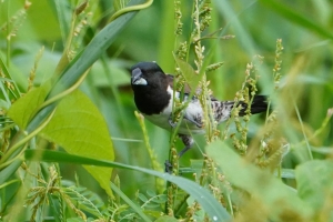 Bronze Mannikin, Puerto Rico