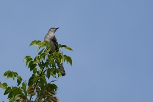 Northern Mockingbird, Dominican Republic