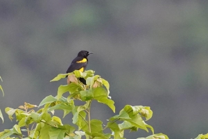 Hispaniolan Oriole, Dominican Republic