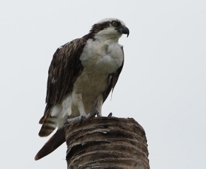 Osprey, Puerto Rico