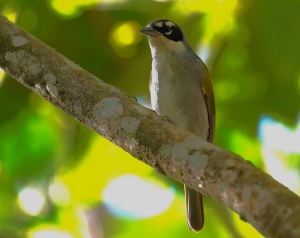 Black-crowned Palm-tanager, Dominican Republic
