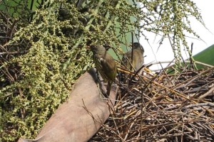 Palmchat, Dominican Republic